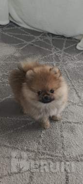 Померанский шпиц 1