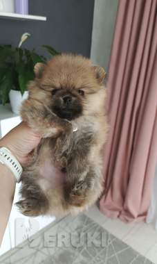 Померанский шпиц 2