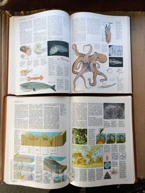 Книги. Энциклопедия. Радость познания. (2,3) том. 5
