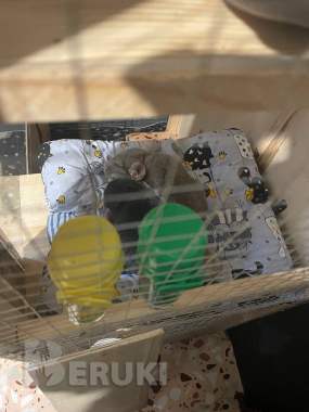 Самка 2 года 0