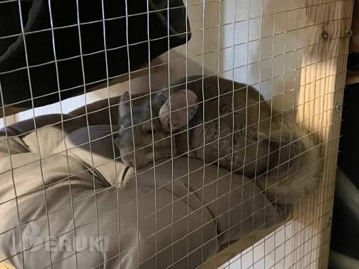 Самка 2 года 1