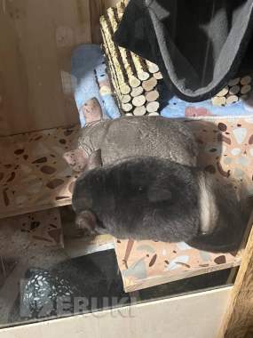 Самка 2 года 2