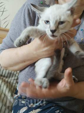 Срочно отдам в хорошие руки. 0