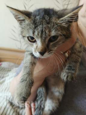 Срочно отдам в хорошие руки. 1