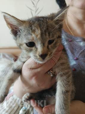 Срочно отдам в хорошие руки. 2