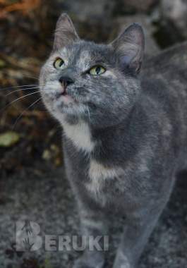 Кошечка в добрые руки 0