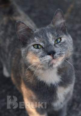 Кошечка в добрые руки 1