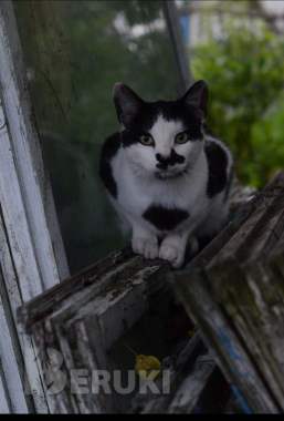 Котик ищет дом 0