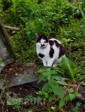 Котик ищет дом 1