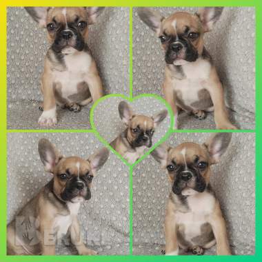 Французский бульдог 1