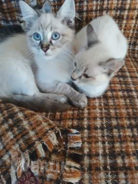 Срочно отдам в хорошие руки. 3