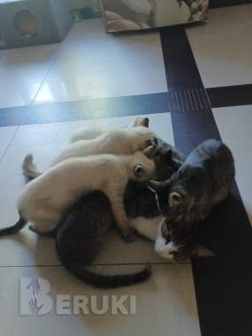 Срочно отдам в хорошие руки. 4