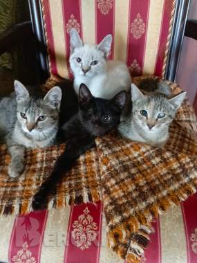 Срочно отдам в хорошие руки. 5