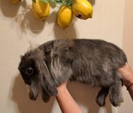 Декоративный кролик львиноголовый