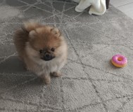 Померанский шпиц