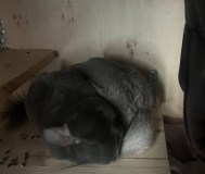 Шиншилла самец 3 года