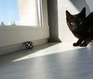 Котята в дар