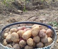 Продам картофель столовый