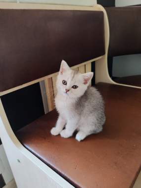 Шотландские котята 0