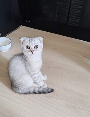 Шотландские котята 1