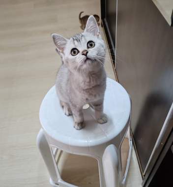 Шотландские котята 2