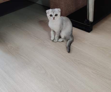 Шотландские котята 3