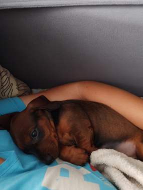 Щенок Таксы 0