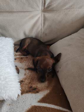 Щенок Таксы 1