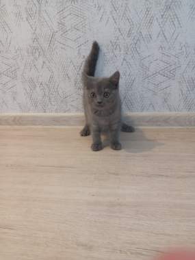 Британская кошечка 0
