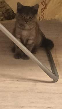 Британская кошечка 1