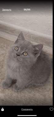 Британская кошечка 2