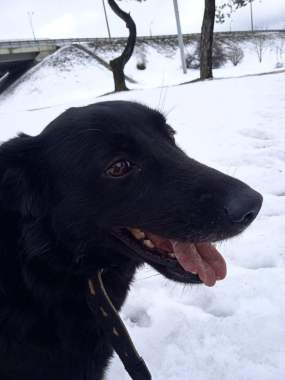 Отдам собаку даром 0