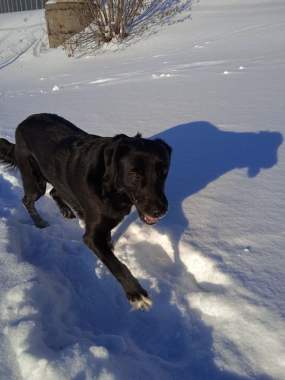 Отдам собаку даром 1