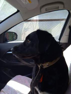 Отдам собаку даром 2