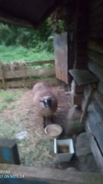 Продам овцу козла и козу белая козел бело-серый 1