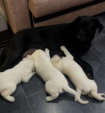 Продам щенков лабрадора 0
