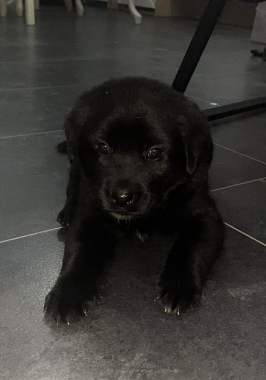 Продам щенков лабрадора 1