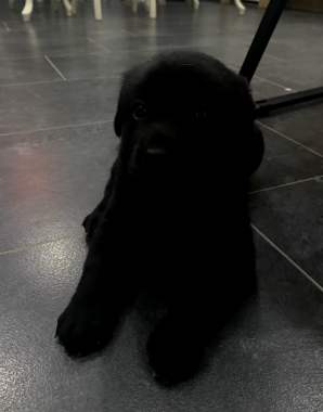 Продам щенков лабрадора 2