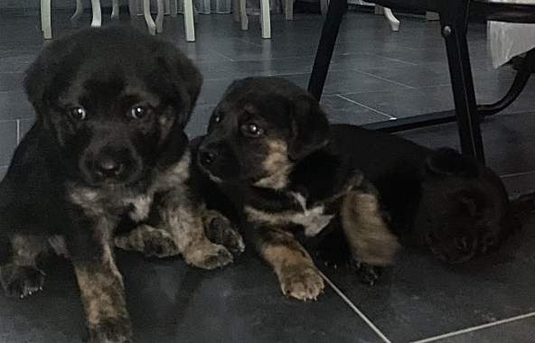 Продам щенков лабрадора 3