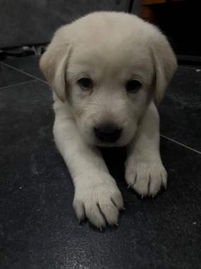 Продам щенков лабрадора 4