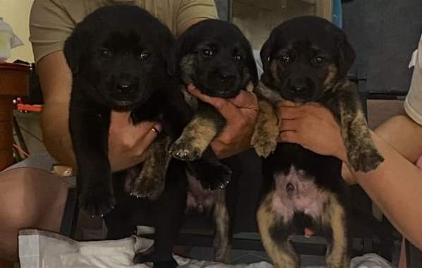 Продам щенков лабрадора 5