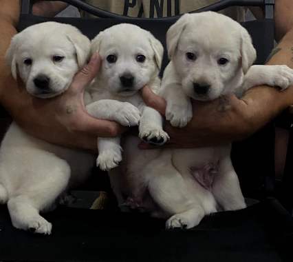 Продам щенков лабрадора 6