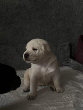 Продам щенков лабрадора 7