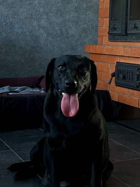 Продам щенков лабрадора 8