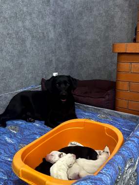 Продам щенков лабрадора 9