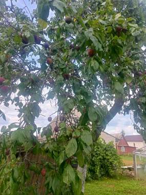 Дачный домик 5