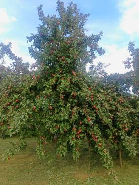 Дачный домик 7