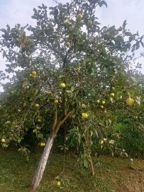 Дачный домик 9