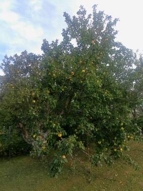 Дачный домик 10