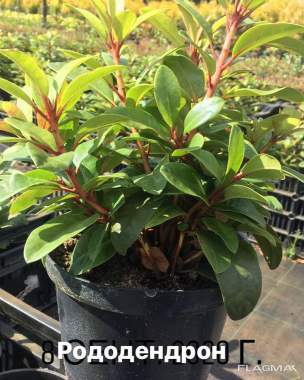 Рододендрон Перси Вайсман. 